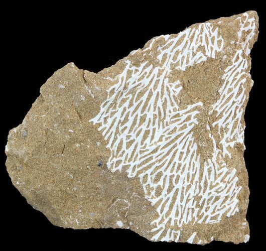Ordovician Bryozoans (Chasmatopora) Plate - Estonia #49950